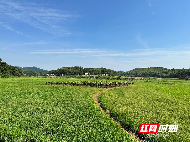 龙凤村繁荣和谐新蓝图，最新发展规划揭秘