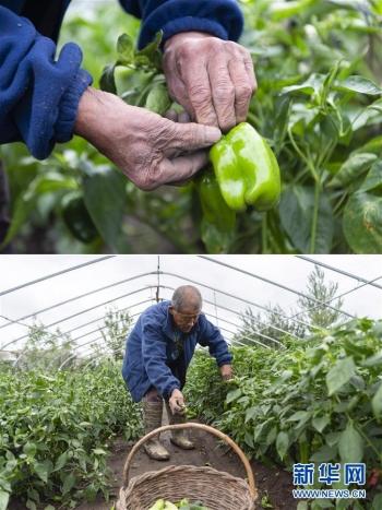 鸭南乡交通新闻更新，迈向现代化交通体系的关键步伐