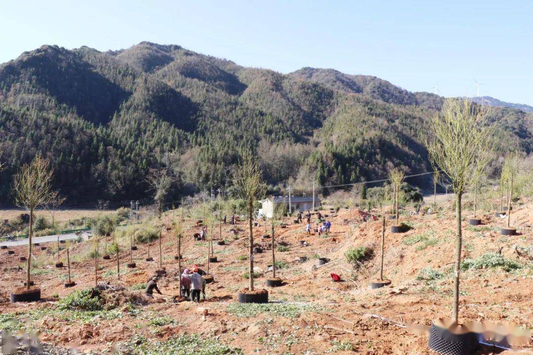 横山苗圃新项目，绿色发展先锋行动