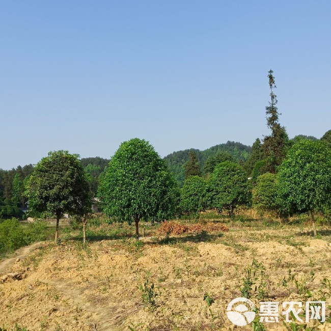 桂花园林场天气预报更新通知